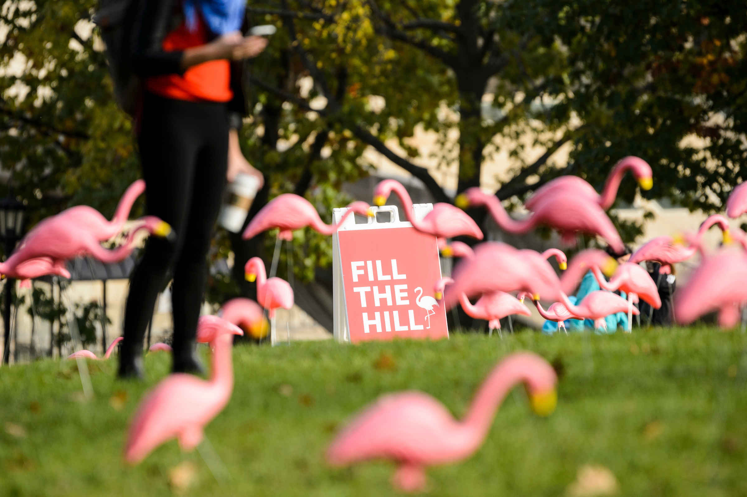 picture of bascom hill with flamingos.