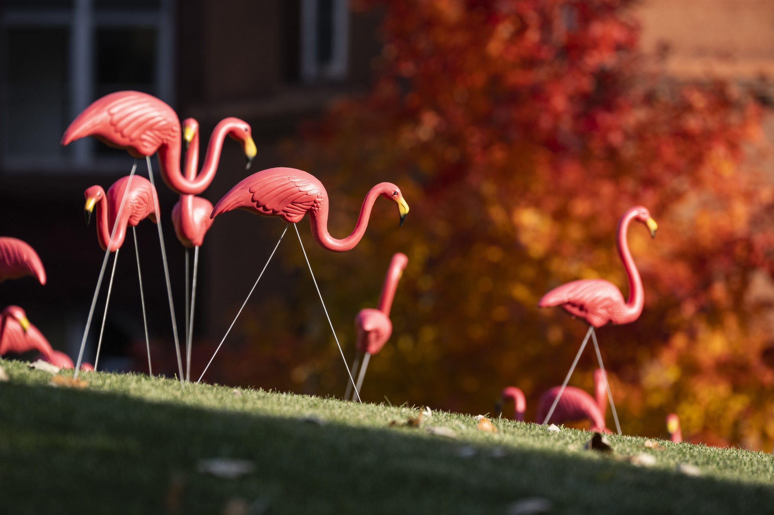 Flamingos on lawn