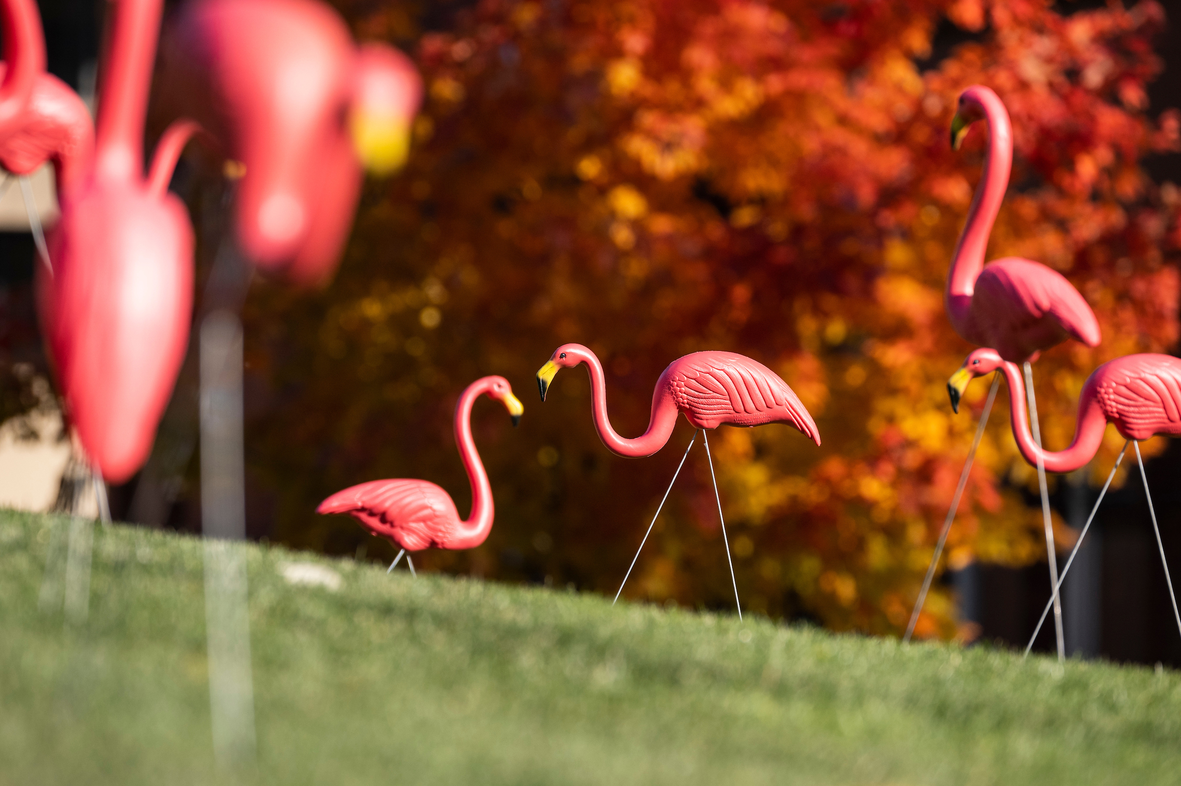 Plastic pink flamingos are dressed on the grass hill.