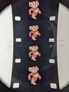 Badgers on film reel