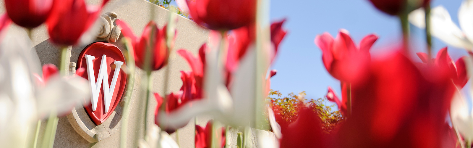 Tulips in front of the Wisconsin crest